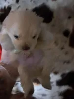 Polar the 2nd, a male Pomeranian for sale in Abilene, TX – Photo 10 of 10