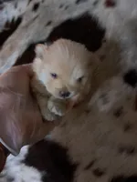 Polar the 2nd, a male Pomeranian for sale in Abilene, TX – Photo 3 of 10