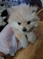 Polar the 2nd, a male Pomeranian for sale in Abilene, TX – Photo 2 of 10