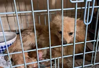 Polar the 2nd, a male Pomeranian for sale in Abilene, TX – Photo 9 of 10