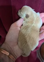 Polar the 2nd, a male Pomeranian for sale in Abilene, TX – Photo 6 of 10