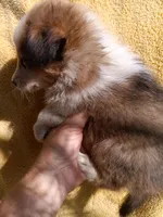 Baby, a female Shetland Sheepdog for sale in Abilene, TX – Photo 1 of 4