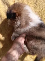 Baby, a female Shetland Sheepdog for sale in Abilene, TX – Photo 2 of 4