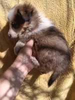 Baby, a female Shetland Sheepdog for sale in Abilene, TX – Photo 4 of 4