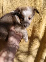 Baby, a female Shetland Sheepdog for sale in Abilene, TX – Photo 3 of 4