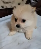 Polar Wayne, a male Pomeranian for sale in Abilene, TX – Photo 2 of 9