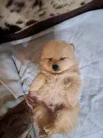 Polar Wayne, a male Pomeranian for sale in Abilene, TX – Photo 8 of 9