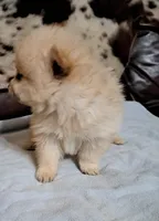 Polar Wayne, a male Pomeranian for sale in Abilene, TX – Photo 3 of 9