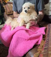 Polar Wayne, a male Pomeranian for sale in Abilene, TX – Photo 6 of 9