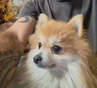 Polar Wayne, a male Pomeranian for sale in Abilene, TX – Photo 7 of 9