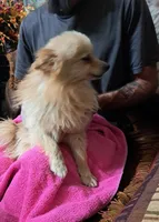 Polar Wayne, a male Pomeranian for sale in Abilene, TX – Photo 5 of 9