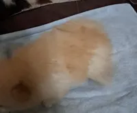 Polar Wayne, a male Pomeranian for sale in Abilene, TX – Photo 4 of 9