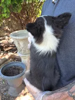 Roper, a male Shetland Sheepdog for sale in Abilene, TX – Photo 2 of 3