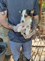 Roper, a male Shetland Sheepdog for sale in Abilene, TX – Photo 3 of 3