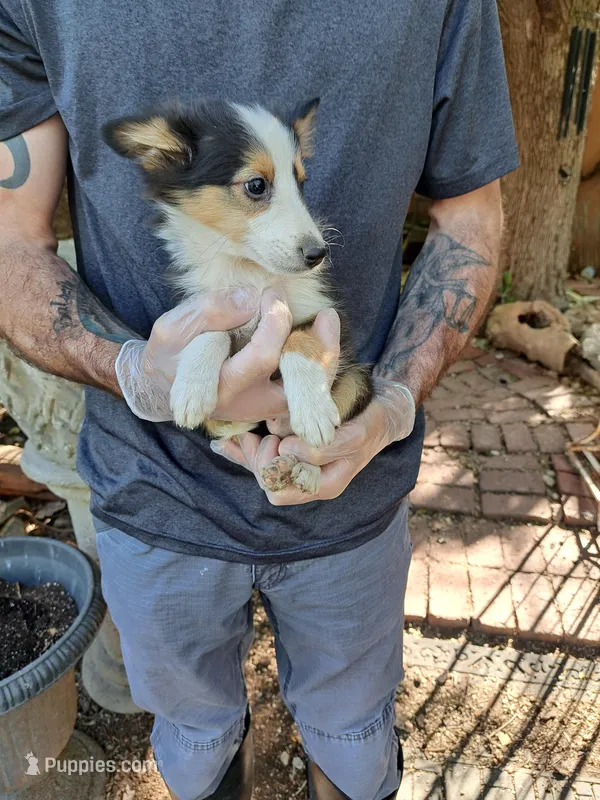 Roper, a male Shetland Sheepdog for sale in Abilene, TX – Photo 1 of 3