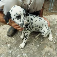Pretty, a female Dalmatian for sale in Abilene, TX – Photo 10 of 10