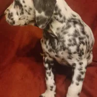 Pretty, a female Dalmatian for sale in Abilene, TX – Photo 4 of 10