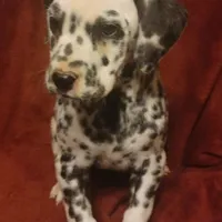 Pretty, a female Dalmatian for sale in Abilene, TX – Photo 1 of 10