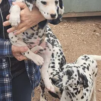 Pretty, a female Dalmatian for sale in Abilene, TX – Photo 9 of 10