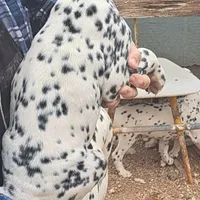 Pretty, a female Dalmatian for sale in Abilene, TX – Photo 5 of 10