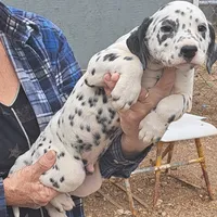 Pretty, a female Dalmatian for sale in Abilene, TX – Photo 2 of 10