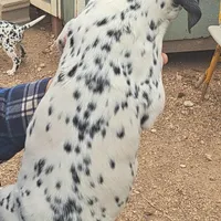 Pretty, a female Dalmatian for sale in Abilene, TX – Photo 6 of 10