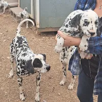 Pretty, a female Dalmatian for sale in Abilene, TX – Photo 7 of 10