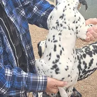Pretty, a female Dalmatian for sale in Abilene, TX – Photo 8 of 10