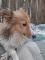 Lilly, a female Shetland Sheepdog for sale in Abilene, TX – Photo 4 of 4