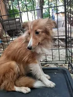 Lilly, a female Shetland Sheepdog for sale in Abilene, TX – Photo 3 of 4