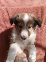 Mary, a female Shetland Sheepdog for sale in Abilene, TX – Photo 1 of 4