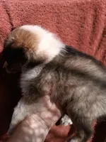 Mary, a female Shetland Sheepdog for sale in Abilene, TX – Photo 2 of 4