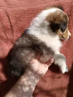 Mary, a female Shetland Sheepdog for sale in Abilene, TX – Photo 3 of 4