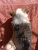 Mary, a female Shetland Sheepdog for sale in Abilene, TX – Photo 4 of 4