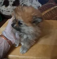 Buddy boy the 3rd, a male Pomeranian for sale in Abilene, TX – Photo 7 of 9