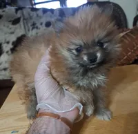 Buddy boy the 3rd, a male Pomeranian for sale in Abilene, TX – Photo 3 of 9