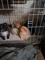 Buddy boy the 3rd, a male Pomeranian for sale in Abilene, TX – Photo 9 of 9