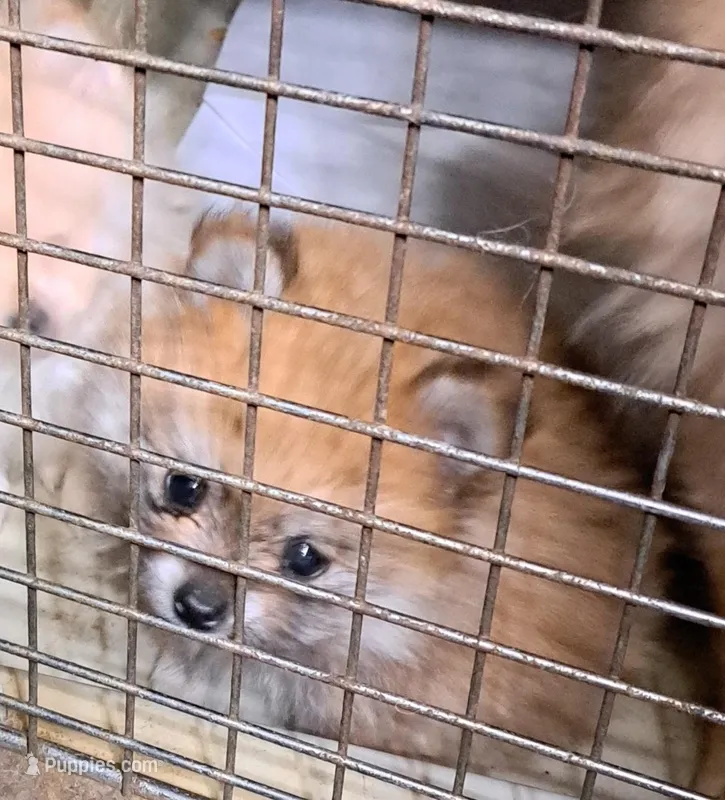 Buddy boy the 3rd, a male Pomeranian for sale in Abilene, TX – Photo 1 of 9