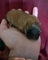 Buddy boy the 3rd, a male Pomeranian for sale in Abilene, TX – Photo 5 of 9