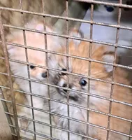 Buddy boy the 3rd, a male Pomeranian for sale in Abilene, TX – Photo 8 of 9