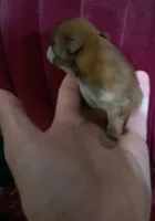 Buddy boy the 3rd, a male Pomeranian for sale in Abilene, TX – Photo 6 of 9