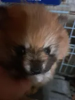 Buddy boy the 3rd, a male Pomeranian for sale in Abilene, TX – Photo 2 of 9