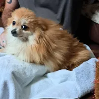 Buddy Boy, a male Pomeranian for sale in Abilene, TX – Photo 5 of 10