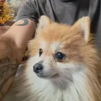 Buddy Boy, a male Pomeranian for sale in Abilene, TX – Photo 6 of 10