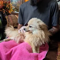 Buddy Boy, a male Pomeranian for sale in Abilene, TX – Photo 10 of 10