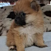 Buddy Boy, a male Pomeranian for sale in Abilene, TX – Photo 7 of 10