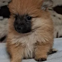 Buddy Boy, a male Pomeranian for sale in Abilene, TX – Photo 3 of 10