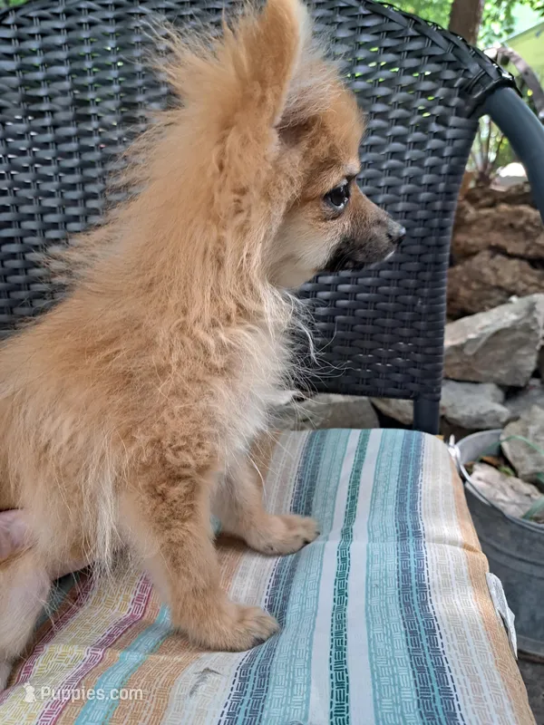 Buddy Boy, a male Pomeranian for sale in Abilene, TX – Photo 1 of 10