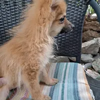 Buddy Boy, a male Pomeranian for sale in Abilene, TX – Photo 1 of 10