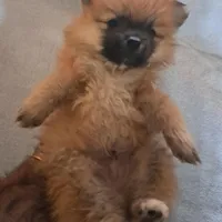 Buddy Boy, a male Pomeranian for sale in Abilene, TX – Photo 2 of 10